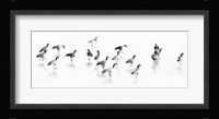 Flock of Canada Geese Fine Art Print