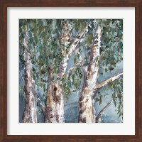 Eucalyptus Trees Fine Art Print