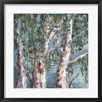 Eucalyptus Trees Fine Art Print