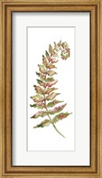 Botanical Fern Single II Fine Art Print