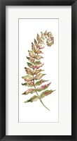 Botanical Fern Single II Fine Art Print