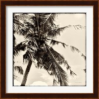 Palm Tree Sepia II Fine Art Print