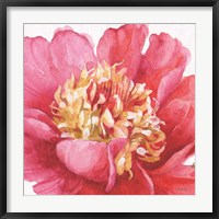 Pink Garden V Fine Art Print