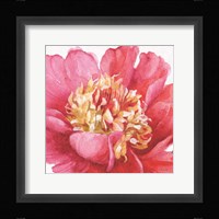 Pink Garden V Framed Print