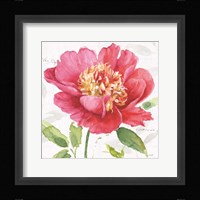 Pink Garden II Framed Print