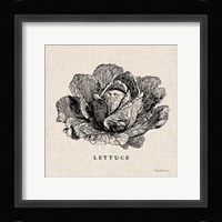 Burlap Vegetable BW Sketch Lettuce Framed Print