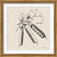 Burlap Vegetable BW Sketch Peas Fine Art Print