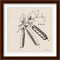 Burlap Vegetable BW Sketch Peas Fine Art Print
