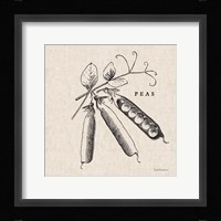Burlap Vegetable BW Sketch Peas Fine Art Print