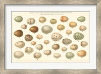 Song Bird Egg Chart v2 Fine Art Print