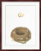 Spring Nest III Fine Art Print