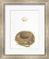 Spring Nest III Fine Art Print