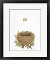 Spring Nest II Fine Art Print
