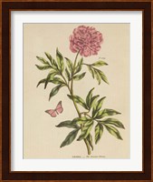 Herbal Botany XXIV Butterfly Crop Fine Art Print