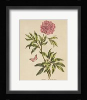 Herbal Botany XXIV Butterfly Crop Framed Print