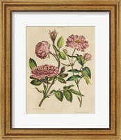 Herbal Botany XVIII v2 Crop Fine Art Print