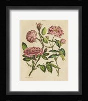 Herbal Botany XVIII v2 Crop Fine Art Print