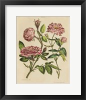 Herbal Botany XVIII v2 Crop Framed Print