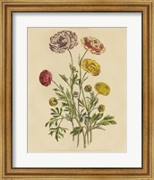 Herbal Botany XXII v2 Crop Fine Art Print
