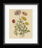 Herbal Botany XXII v2 Crop Framed Print
