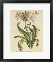 Herbal Botany XX Butterfly Crop Framed Print