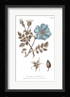 Conversations on Botany IV on White with Blue Framed Print