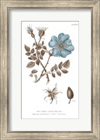 Conversations on Botany IV on White with Blue Fine Art Print