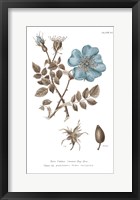 Conversations on Botany IV on White with Blue Framed Print