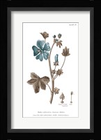 Conversations on Botany VII on White with Blue Framed Print