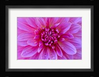 Fuchia-Pink Dahlia Fine Art Print