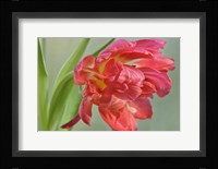 Red Parrot Tulip Fine Art Print