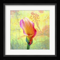 Calla Lily Framed Print