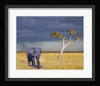 Elephant Walking Fine Art Print
