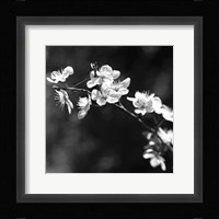 Spring In B And W Fine Art Print