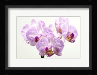 Orchid 1 Fine Art Print