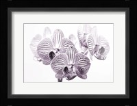 Orchid 1 BW Fine Art Print