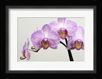Orchid 3 Fine Art Print