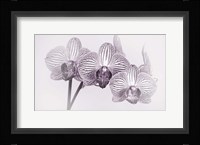 Orchid 4 BW Fine Art Print