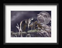 First Frost Fine Art Print