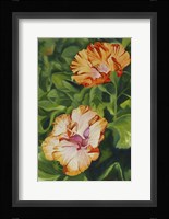 Hibiscus 2 Fine Art Print