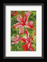 Red Hibiscus 3 Fine Art Print