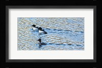 Alaskan Ducks Fine Art Print