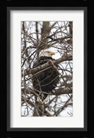 Bald Eagle Fine Art Print