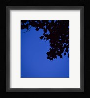 Blue Maple Silhouette Framed Print