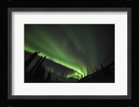 Boreal Sensation Fine Art Print