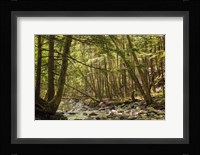 Charles Brown Brook Fine Art Print