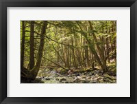Charles Brown Brook Fine Art Print