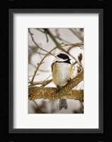 Chickadee Fine Art Print