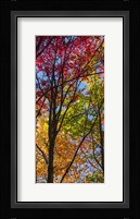 Color Blend Fine Art Print