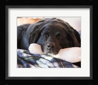 Doggone Tired Fine Art Print